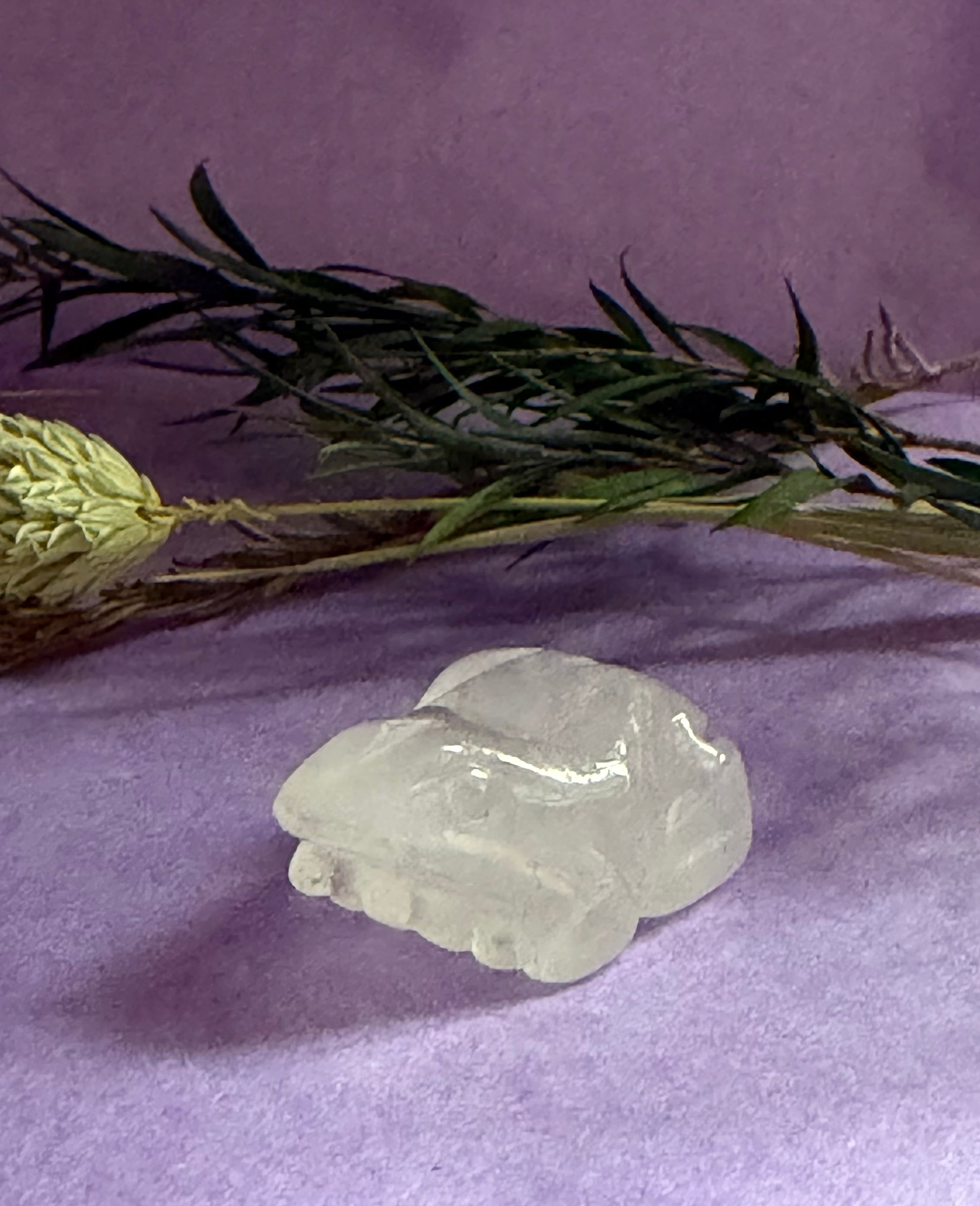 Clear Quartz crystal frog carving side view on lilac background with dried botanicals — The Crooked Moon