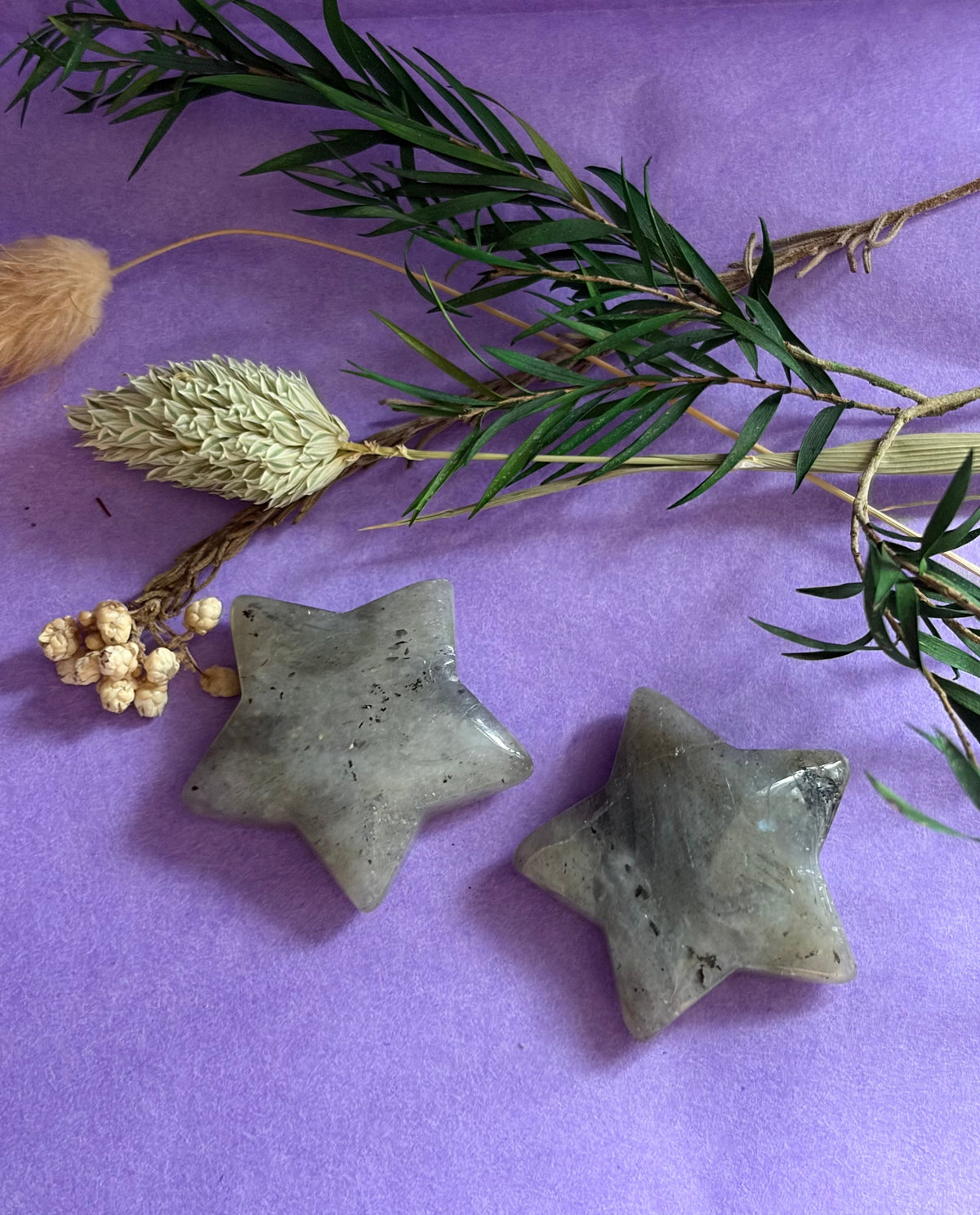 Two Labradorite crystal stars on lilac background with green foliage and dried grass — The Crooked Moon