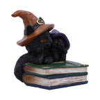 Close-up of two black kittens with amber eyes in witch hats